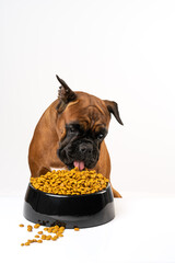 a dog and a bowl of dry food on a white background