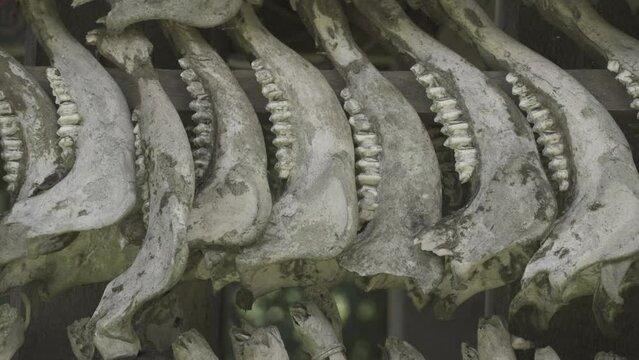 Tongkonan Traditional Ancestral House in Toraja, South Sulawesi, Indonesia - Buffalo Skulls Bones Horns in Row on Facade