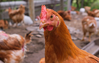 close up head backyard looking front Red Cockerel Rhode Island rooster chicken 