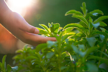 Stevia collection in the rays of the bright sun. Stevia rebaudiana on blurred green garden...