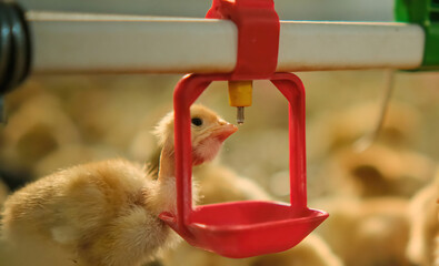 farm Chickens poultry drinking water by nipple drinker system fresh water - obrazy, fototapety, plakaty