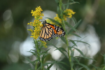 monarch butterfly on goldenrod