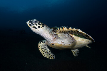 Obraz premium Hawksbill Turtle - Eretmochelys imbricata swims along the seabed. Sea life of Tulamben, Bali, Indonesia.