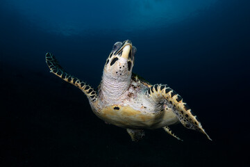 Obraz premium Hawksbill Turtle - Eretmochelys imbricata swims along the seabed. Sea life of Tulamben, Bali, Indonesia.