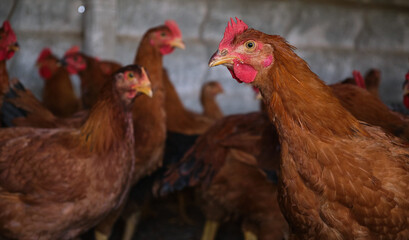 Red Cockerel Rhode Island Red rooster and hen head chicken flock backyard house