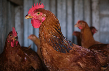 close up head portrait Red Cockerel Rhode Red rooster Poultry backyard house