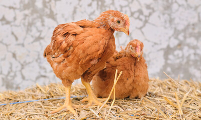 chickens poultry hen standing straw bale in front of white concrete background