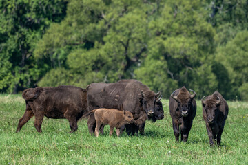 Naklejka na ściany i meble European Bison (Bison bonasus) herd in a meadow. The Bieszczady Mountains, Carpathians, Poland.