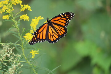 Fototapeta na wymiar monarch butterfly on goldenrod