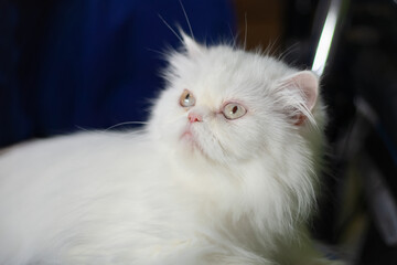 White fluffy classic persian cat