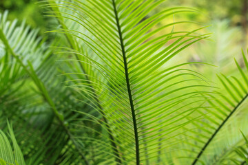 Naklejka na ściany i meble Palm leaf in nature