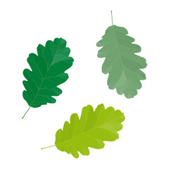 Vector illustration of oak leaves isolated on background.