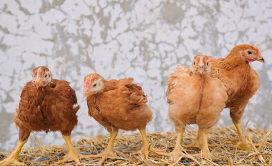 red young chickens poultry hen standing straw bale looking in front farm outdoor