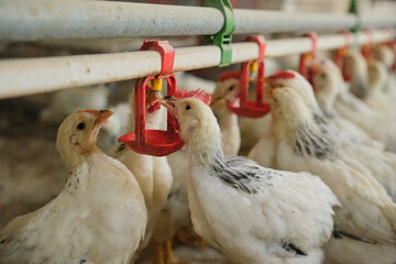 thirsty Chickens poultry in hot stress drink fresh water nipple system in Farm