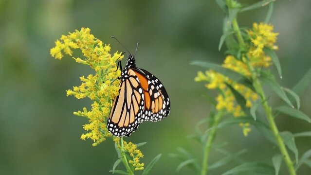 Monarch butterfly on goldenrod