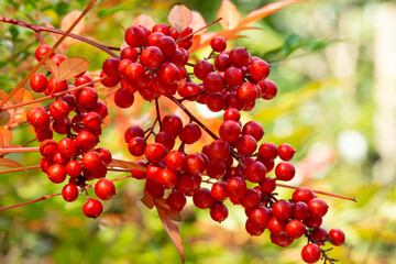 ナンテンの赤い実
