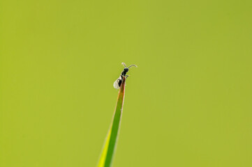 one fly sits on a stalk in a meadow