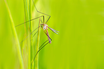 one crane fly sits on blades of grass in a meadow