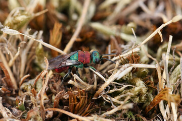 A rare Noble Cuckoo Wasp, Hedychrum nobile, posing on vegetation on the ground. It is a species of parasitic wasp and had been searching through the grass for digger wasp nests in the sandy soil.
