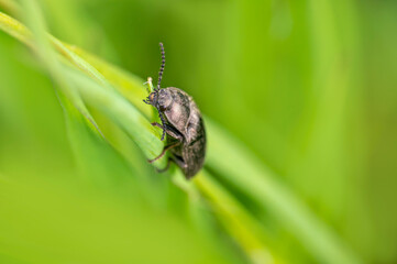 one black beetle sits on a stalk in a meadow