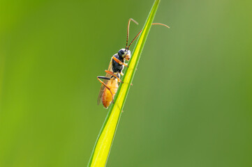 one wasp sits on a stalk in a meadow