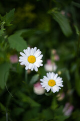 Growing daisies in the field against a background of greenery. Front view.