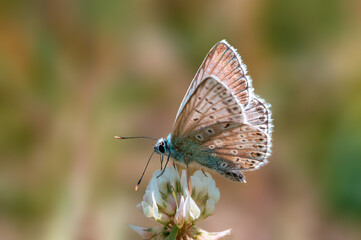 one common blue butterfly sits on a flower in a meadow