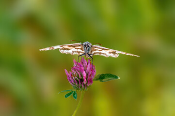 one Marbled White is sitting on a flower in a meadow