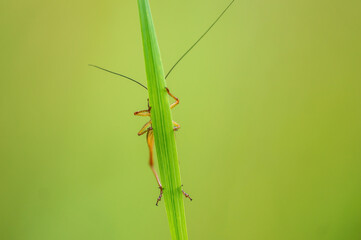 one green grasshopper sits on a stalk in a meadow