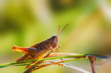 one brown grasshopper sits on a stalk in a meadow
