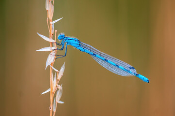 one blue damselfly dragonfly sits on a stalk in a meadow