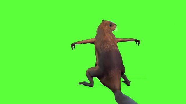 super cute animal dance animation