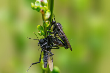 two robber flies eat a march fly during mating