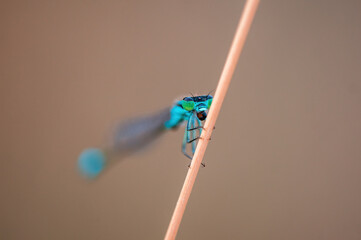 one blue damselfly dragonfly sits on a stalk in a meadow
