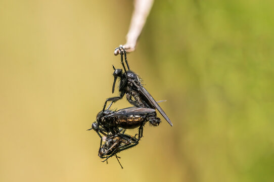 Two Robber Flies Eat A March Fly During Mating