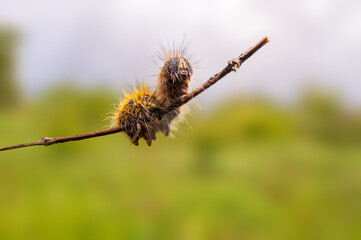 one caterpillar sits on a stalk in a meadow