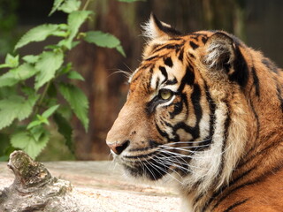 Fototapeta na wymiar Portrait of the tiger (Panthera tigris) 