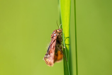 one Moth sits on a stalk in a meadow