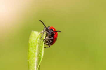 one red lily beetle sits on a leaf