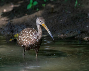 A Limpkin making a rare visit to Oklahoma