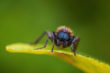 one March fly sits on a leaf in a forest