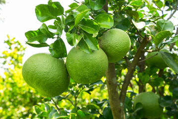 Bunch of Pomelo are hanging on the pomelo tree branch