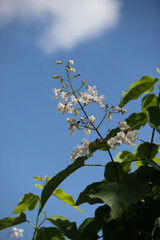 White chestnut flowers against the sky.