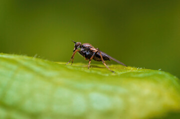 one robber fly sits on a leaf and waits for prey