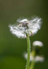 Fluffy white dandelion on a blurry background of nature