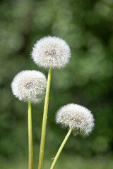 White dandelions on a blurred green background.
