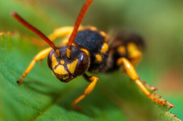 one wasp sits on a leaf in a meadow