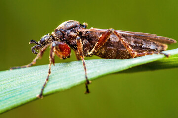 one March fly sits on a blade of grass in a meadow
