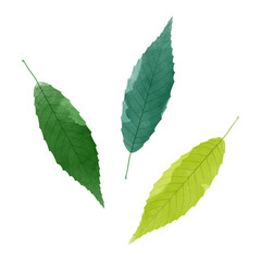 Fototapeta premium Vector watercolor illustration of green leaves isolated on background.