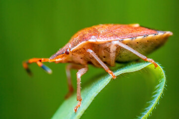 one brown bug sits on a stalk in a meadow